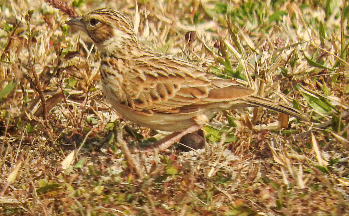 busklerke - ML646956260