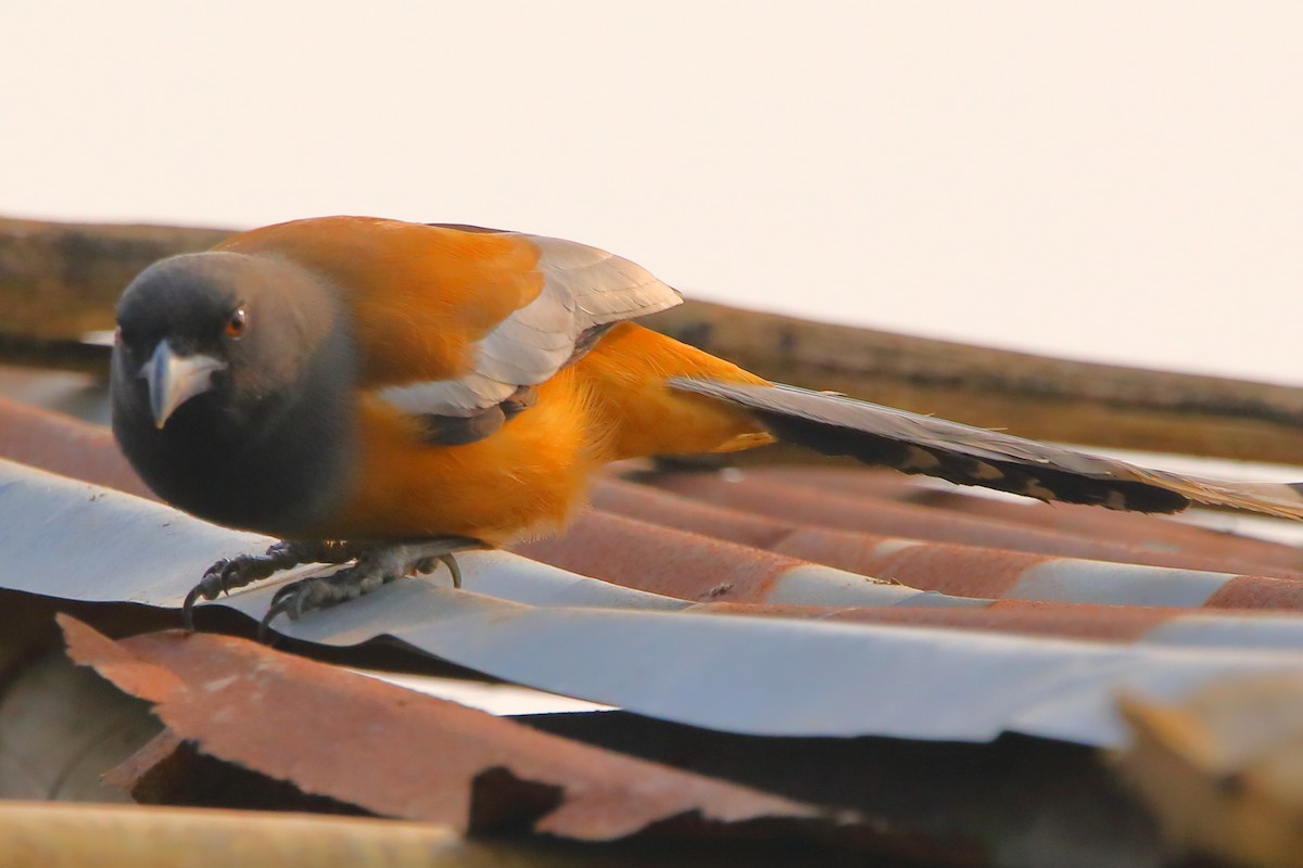 Rufous Treepie - ML646956261