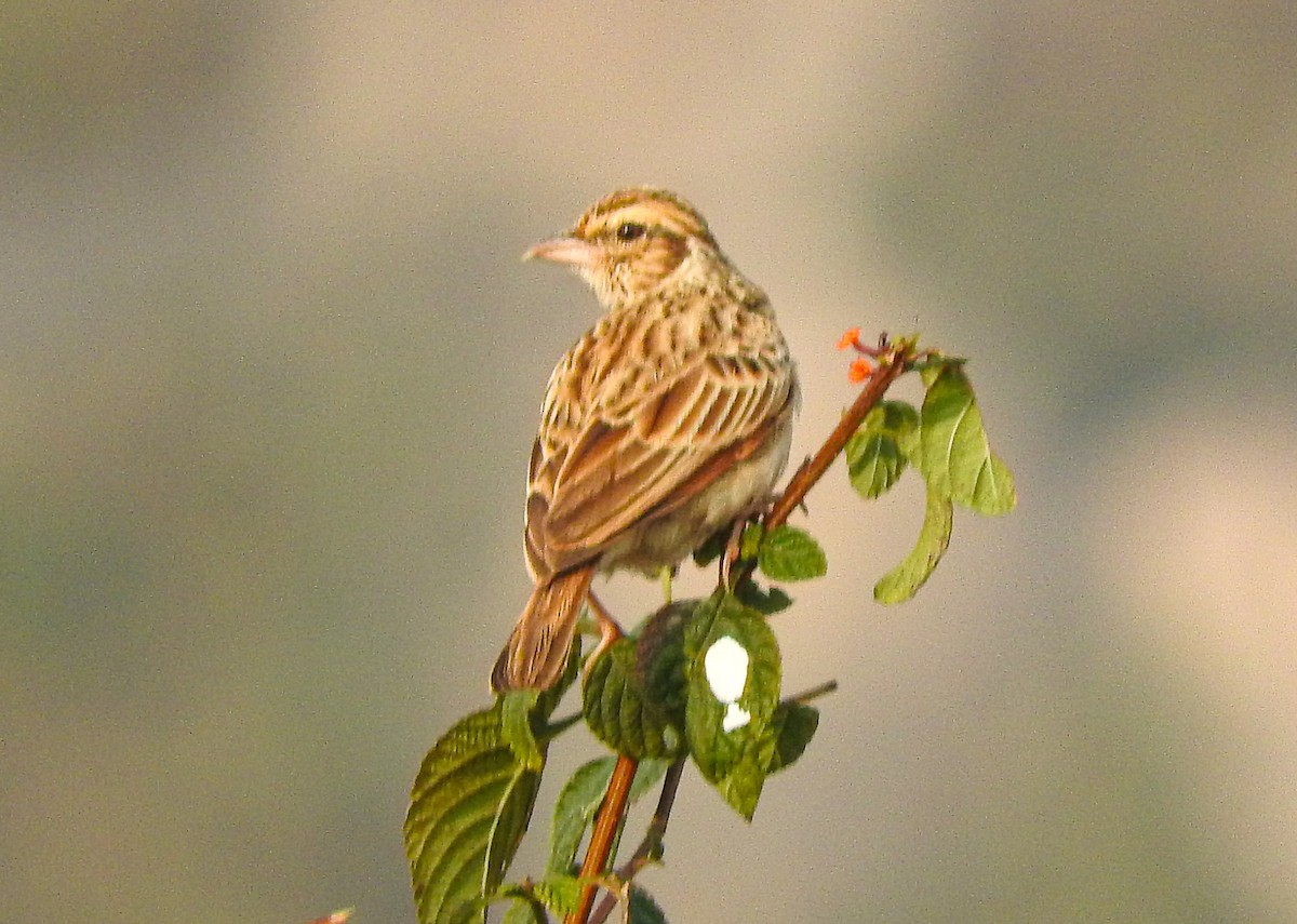 busklerke - ML646956262