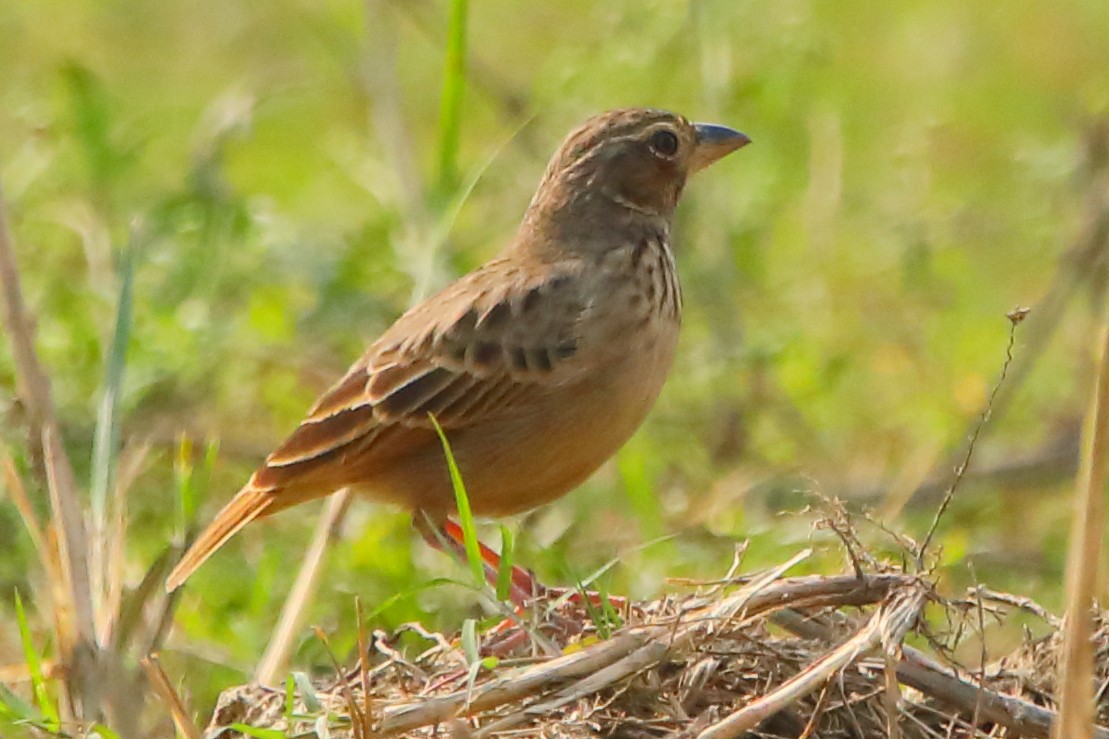 Bengal Bushlark - ML646956265