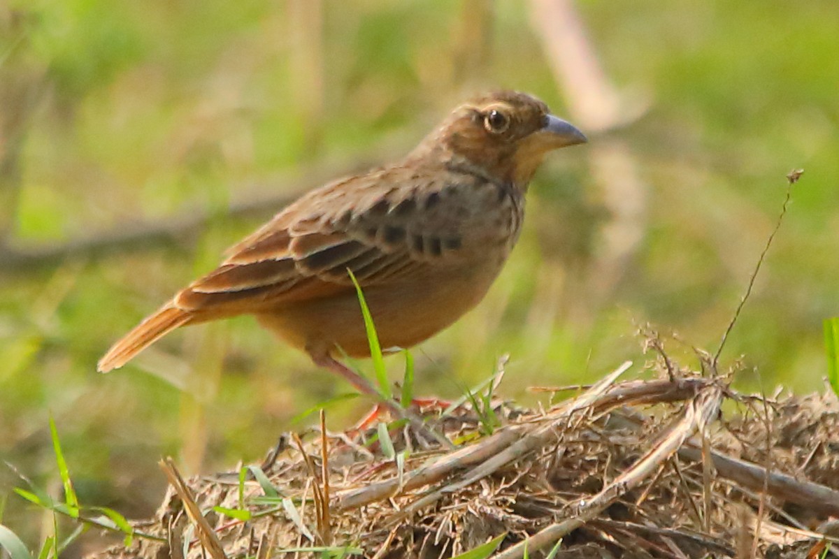 Bengal Bushlark - ML646956266