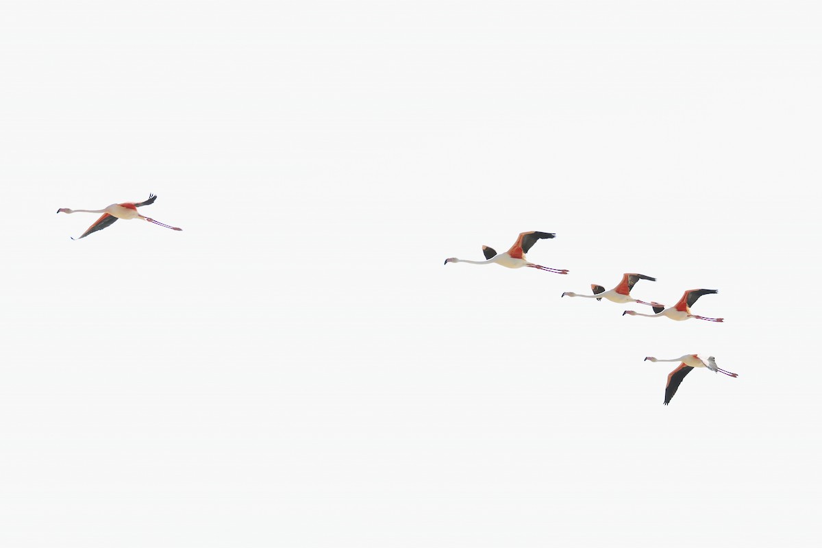 פלמינגו גדול - ML646956267