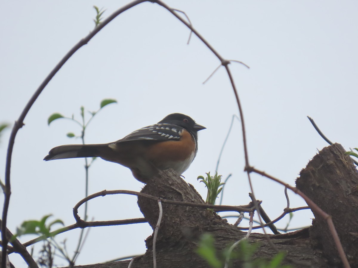 flekktovi - ML646956269