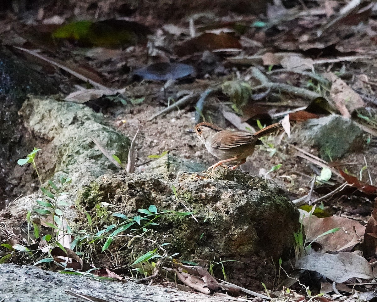 Dusky Fulvetta - ML646956271