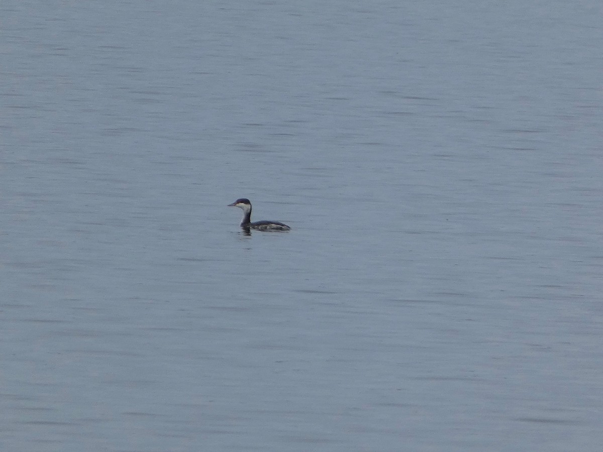 טבלן לבן-לחיים - ML646956273