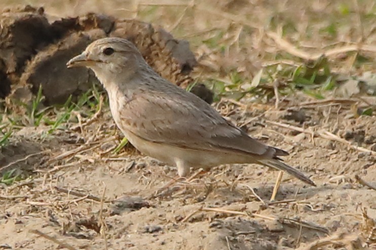Sand Lark - ML646956274