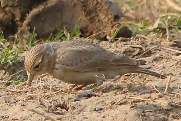 Sand Lark - ML646956275