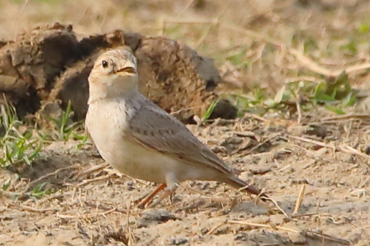 Sand Lark - ML646956276