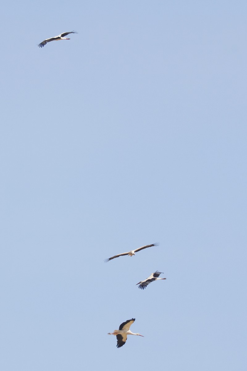 חסידה לבנה - ML646956278