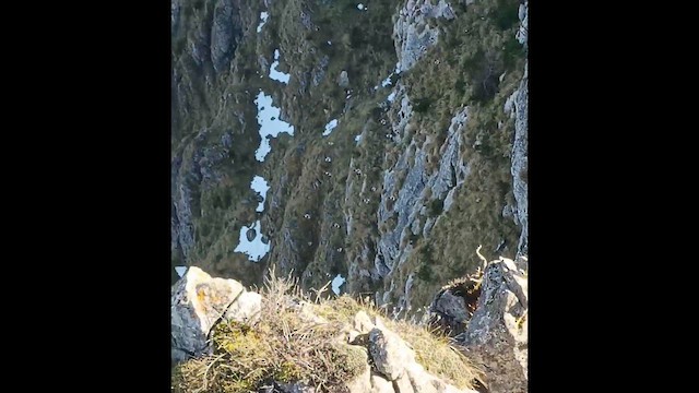 White-winged Snowfinch - ML646956279