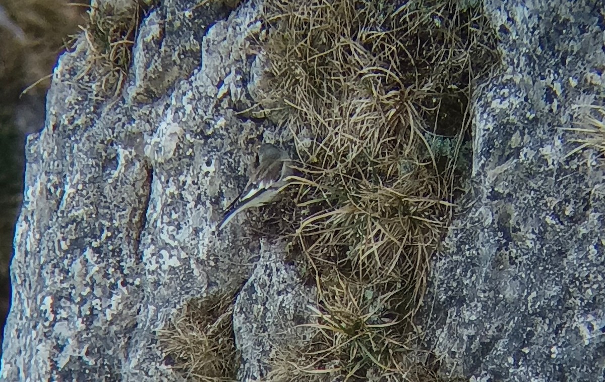 White-winged Snowfinch - ML646956280