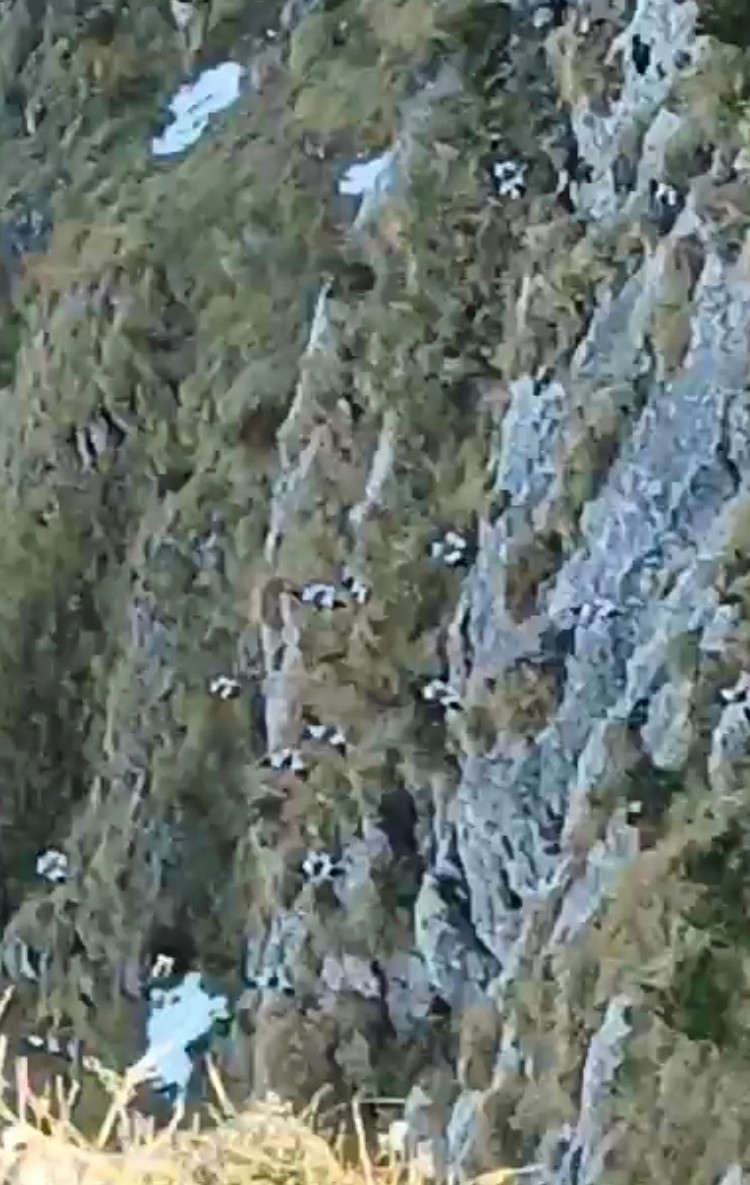 White-winged Snowfinch - ML646956281