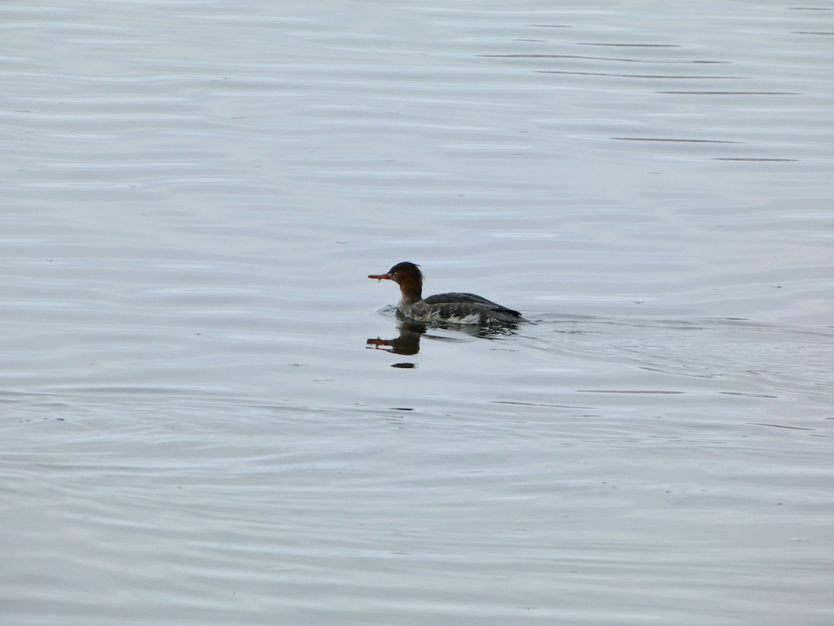 Serreta Mediana - ML646956283