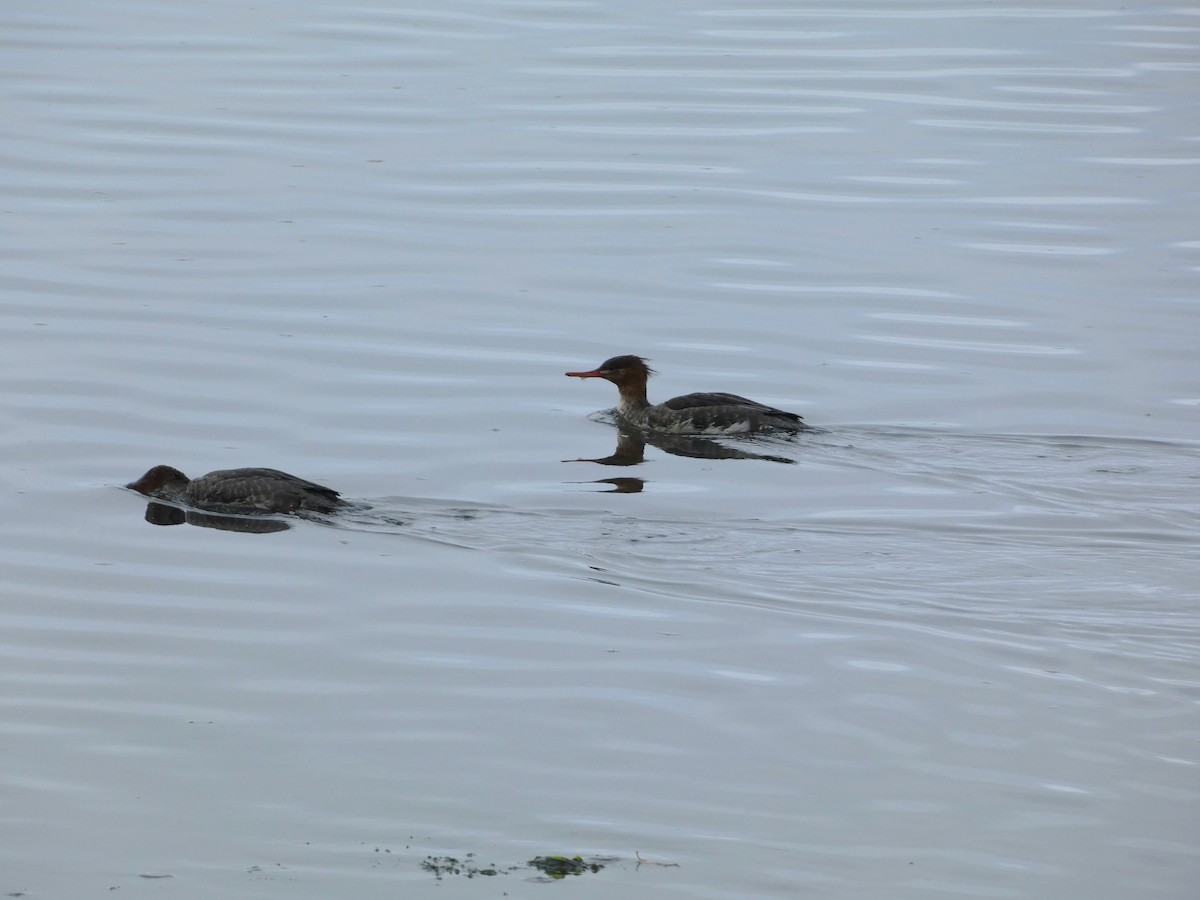 Serreta Mediana - ML646956284