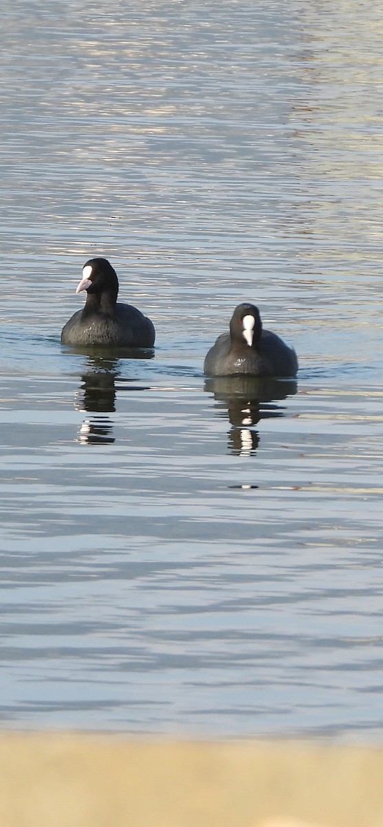 Лысуха - ML646956286