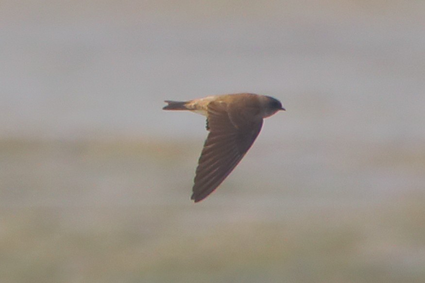 Gray-throated Martin - ML646956288