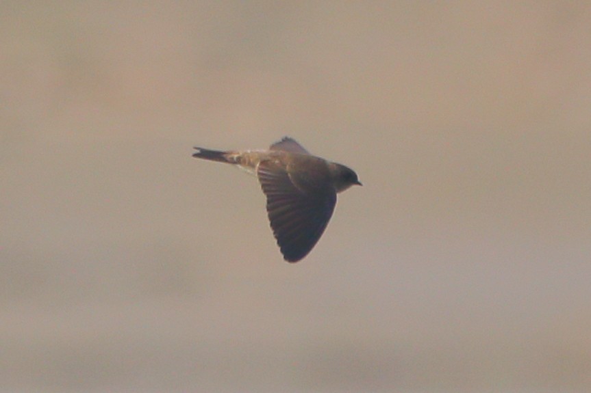 Gray-throated Martin - ML646956289