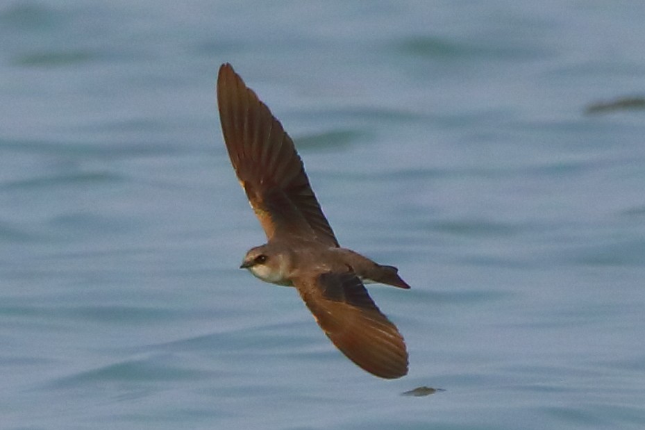 Gray-throated Martin - ML646956290