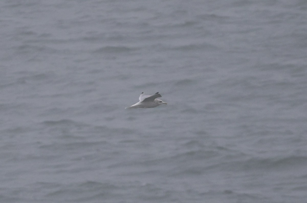 Kaio hegalzuria - ML646956295