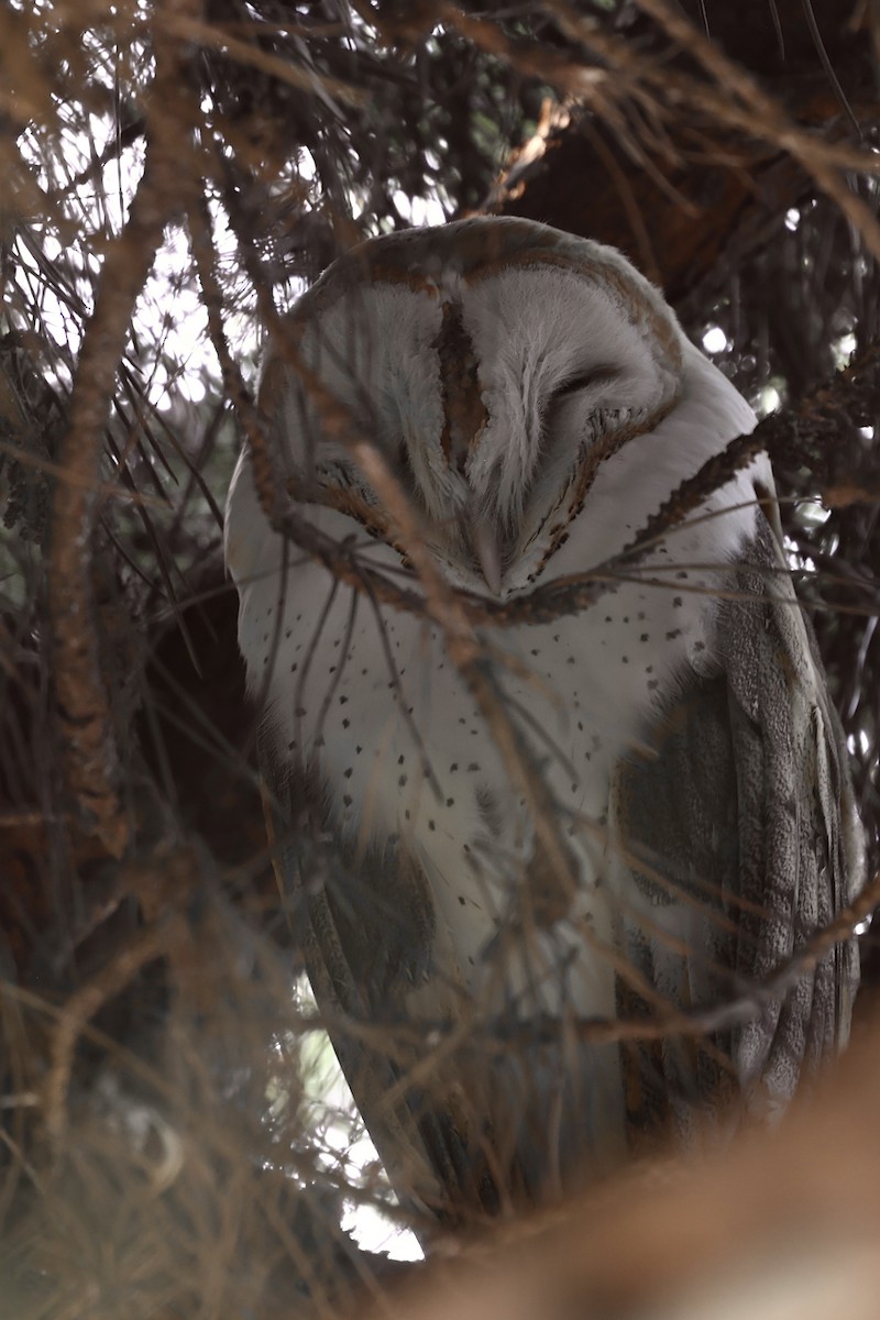 תנשמת אמריקנית - ML646956297