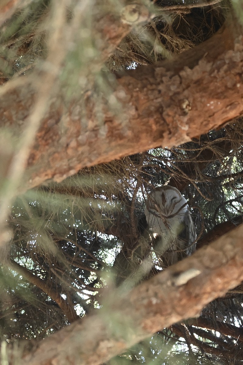 תנשמת אמריקנית - ML646956298