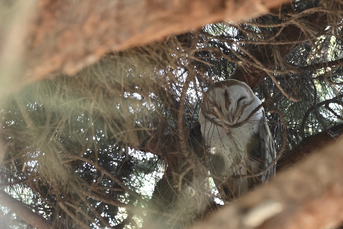 תנשמת אמריקנית - ML646956299