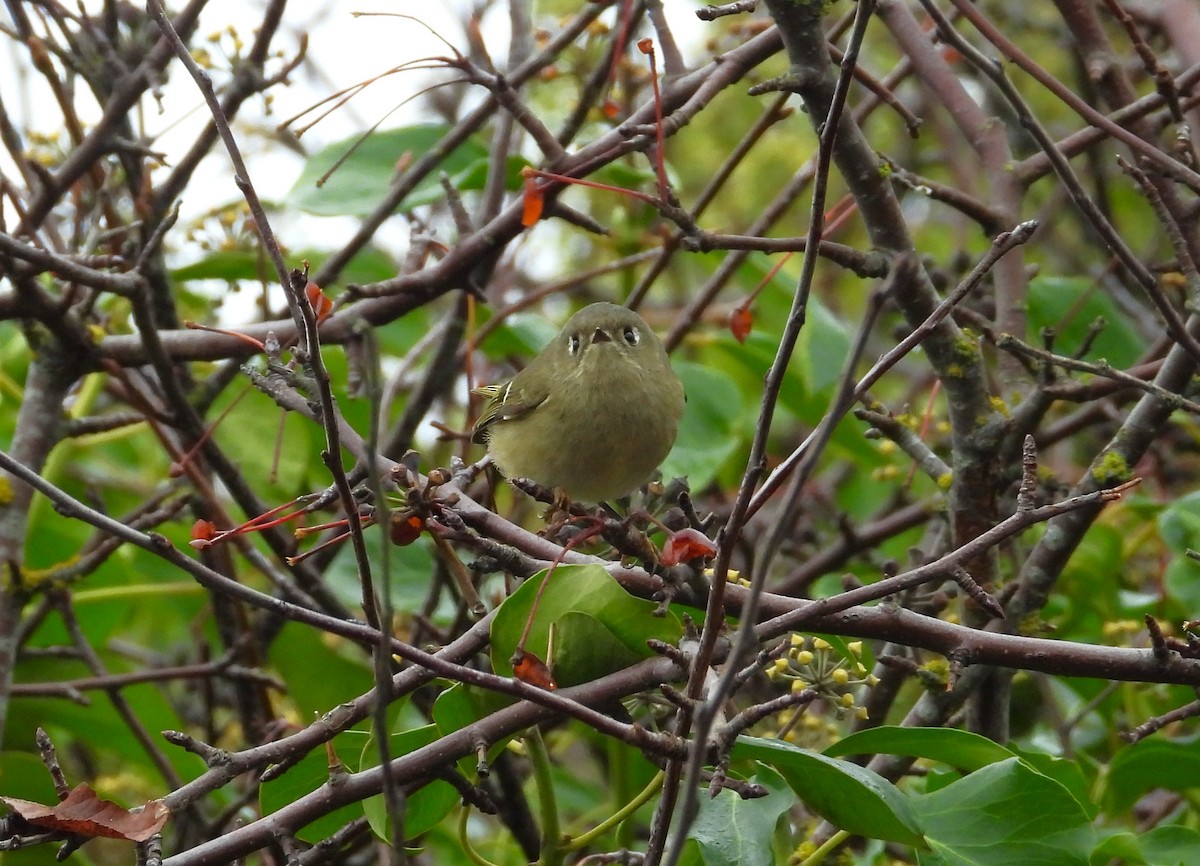 rubinfuglekonge - ML646956300