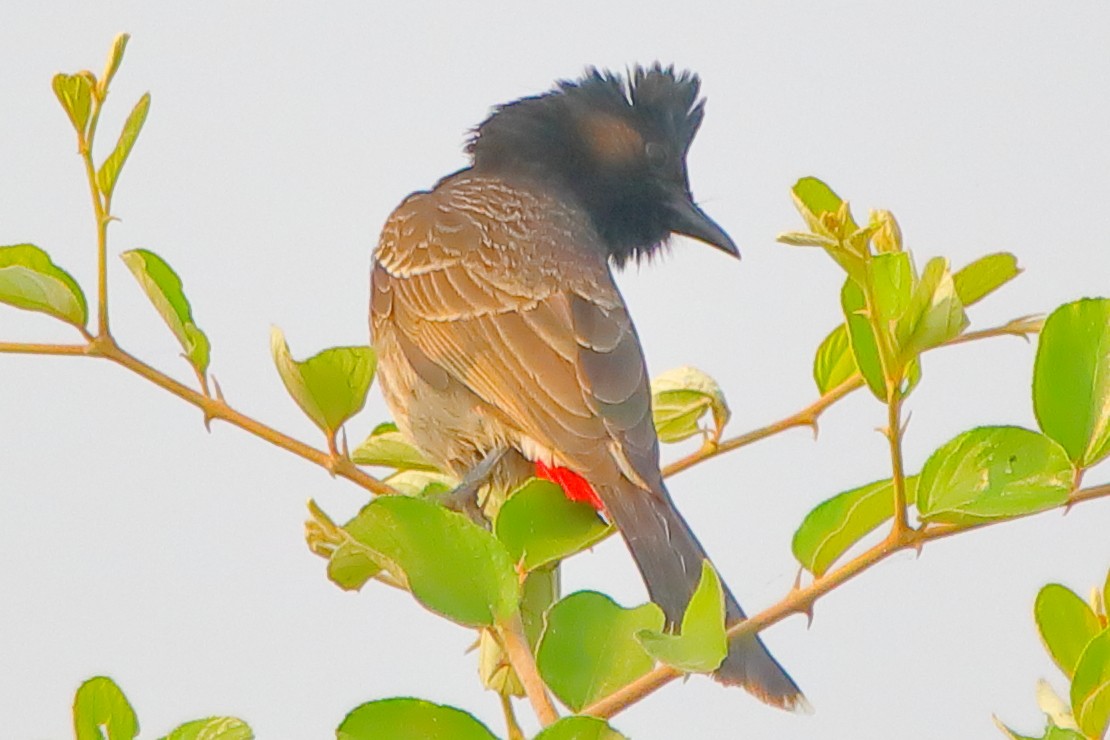 Red-vented Bulbul - ML646956302