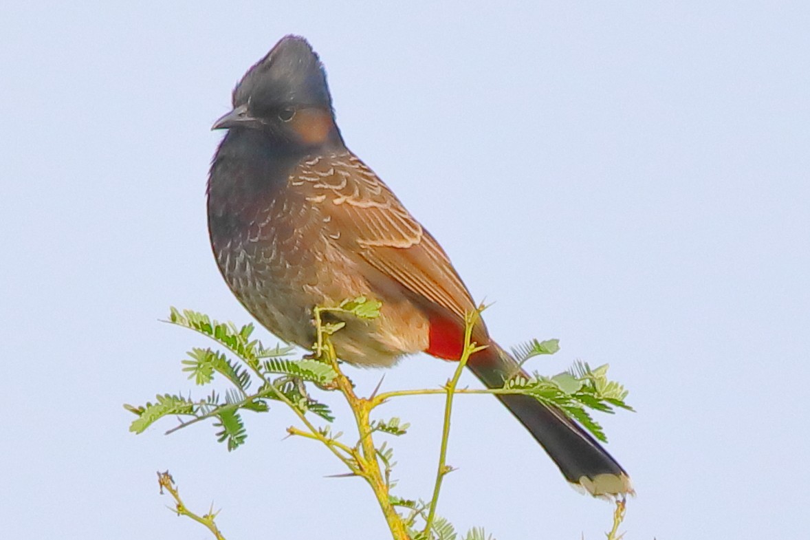 Red-vented Bulbul - ML646956303