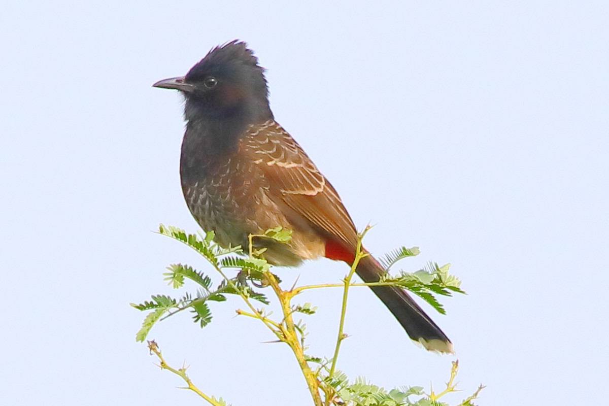 Red-vented Bulbul - ML646956304