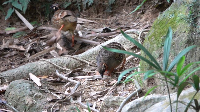 Hainan Partridge - ML646956305