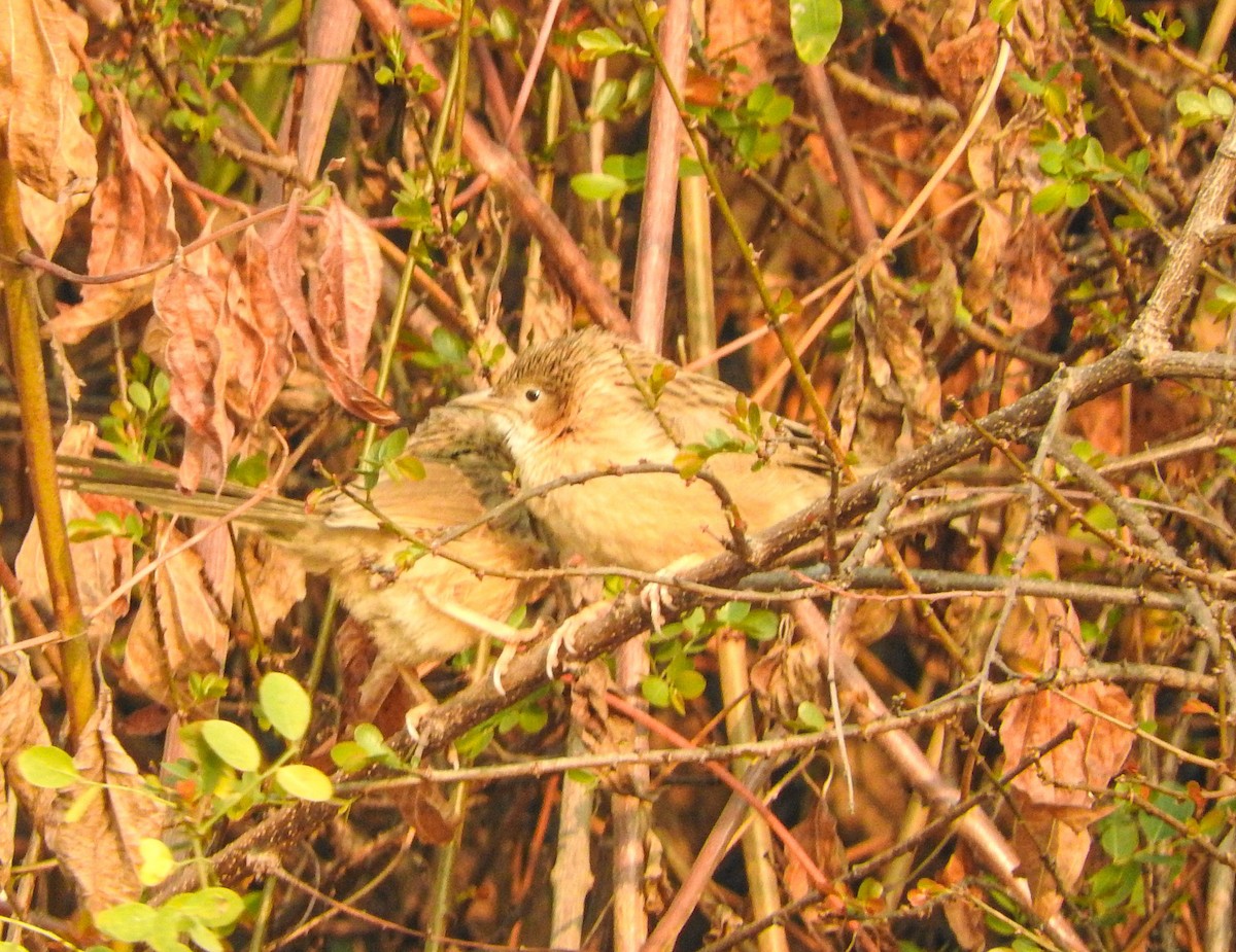 krattskriketrost - ML646956309