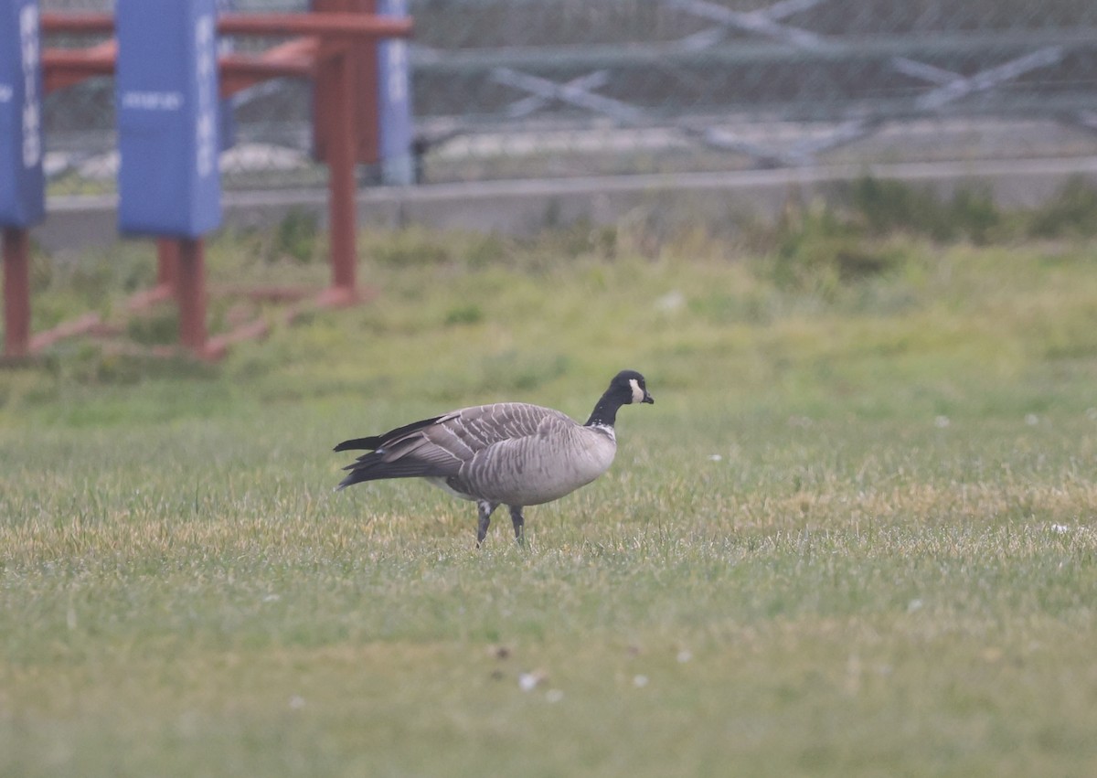 Branta kanadar txikia - ML646956314