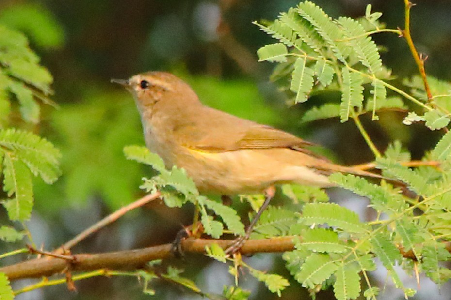 Common Chiffchaff - ML646956315