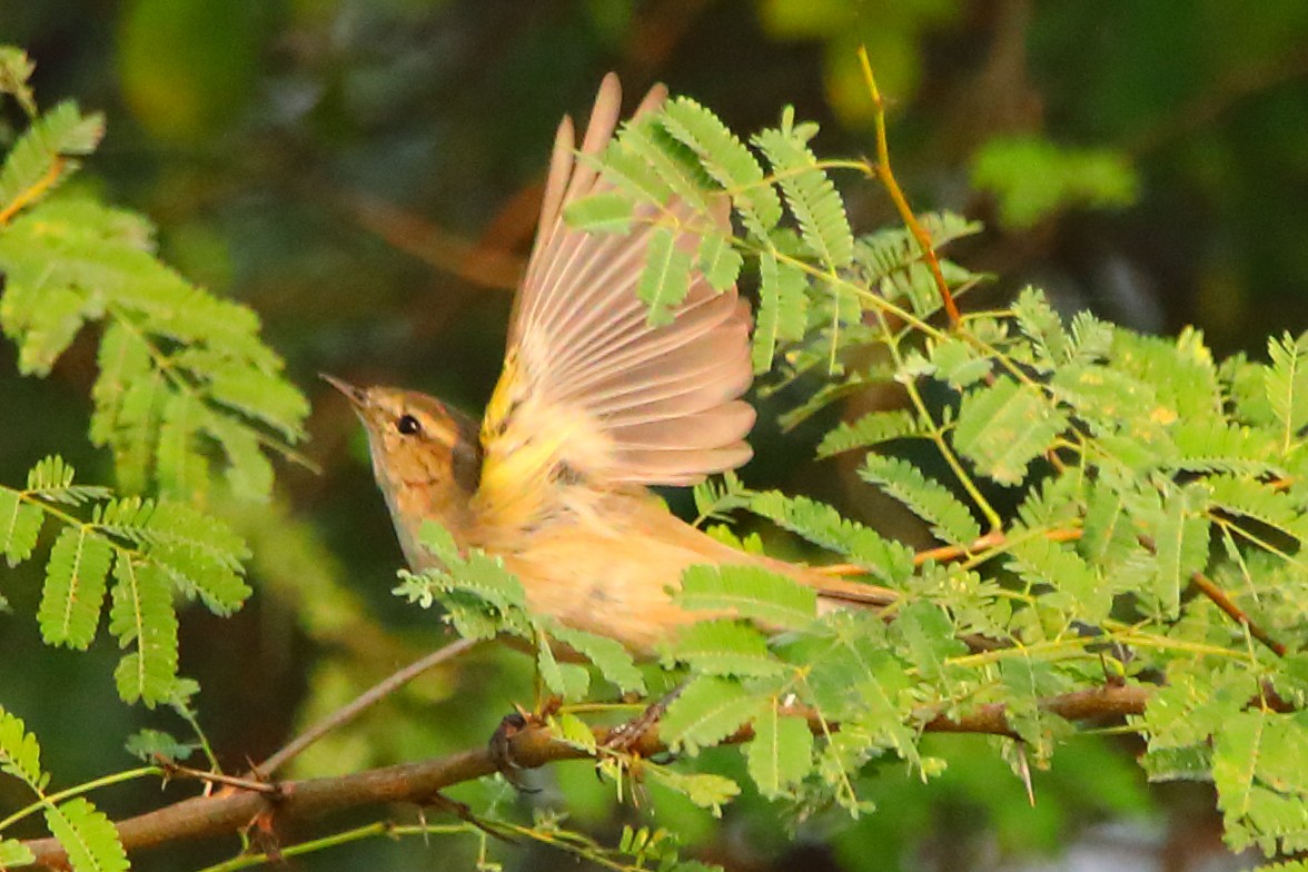 Common Chiffchaff - ML646956316
