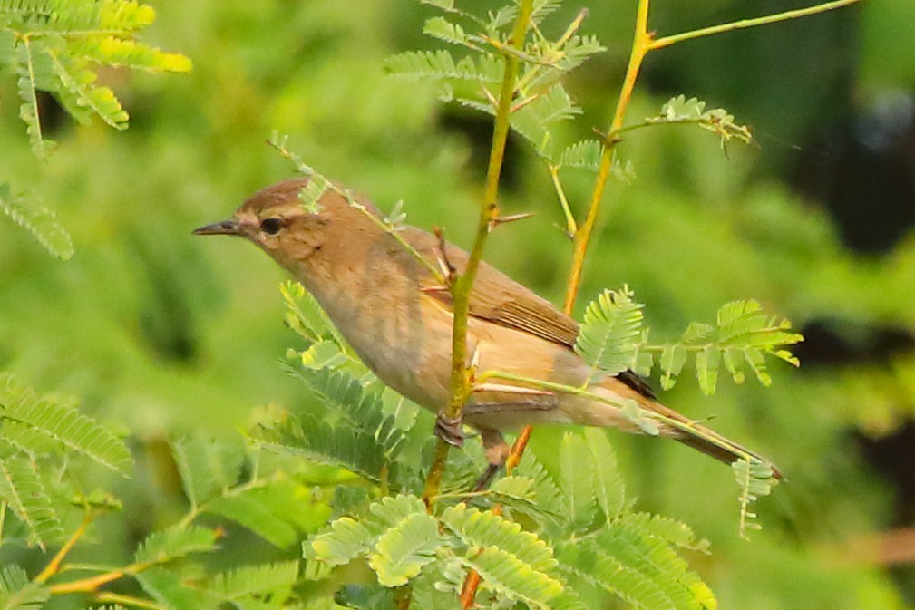 Common Chiffchaff - ML646956317