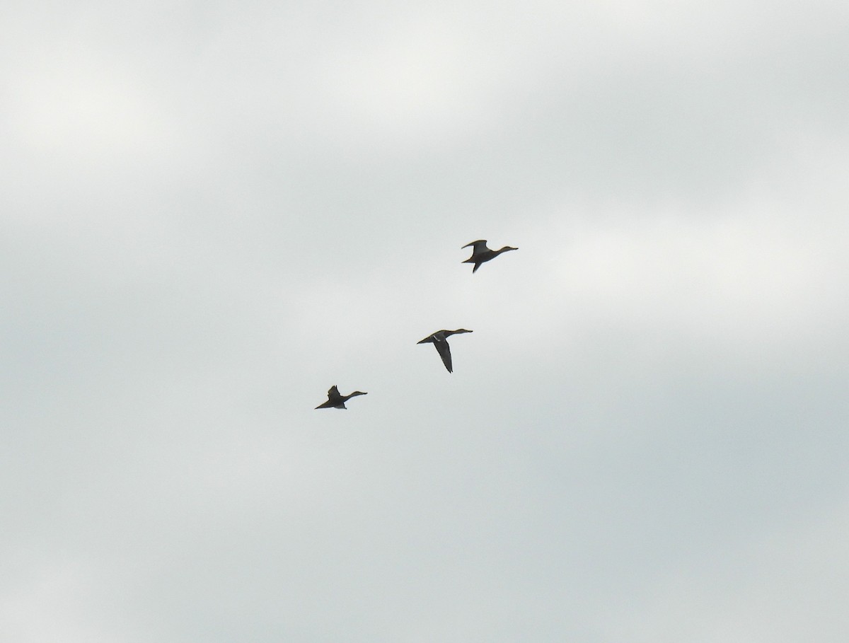 skjeand - ML646956328