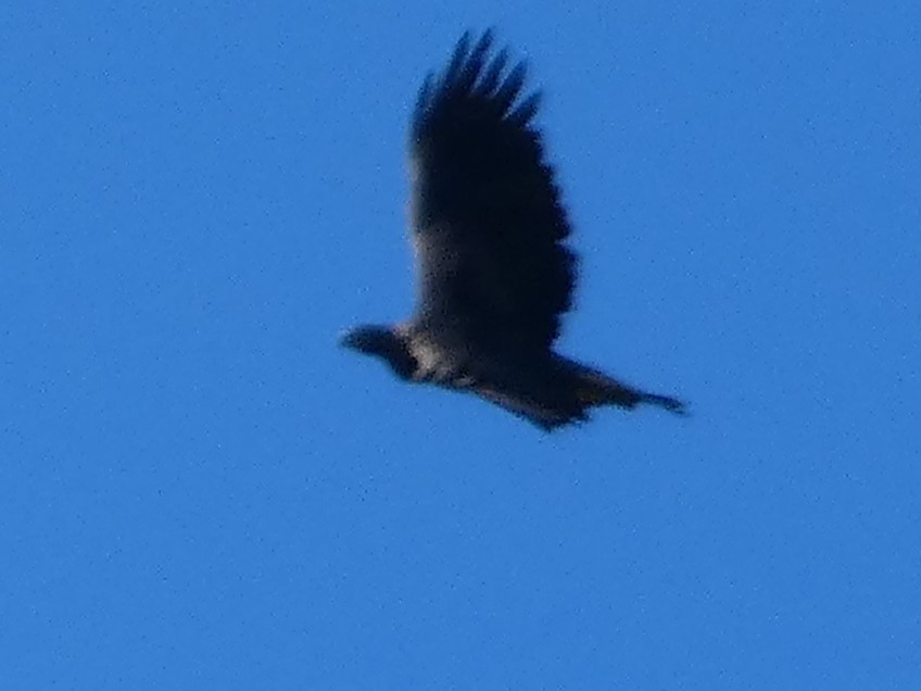 California Condor - ML646956331