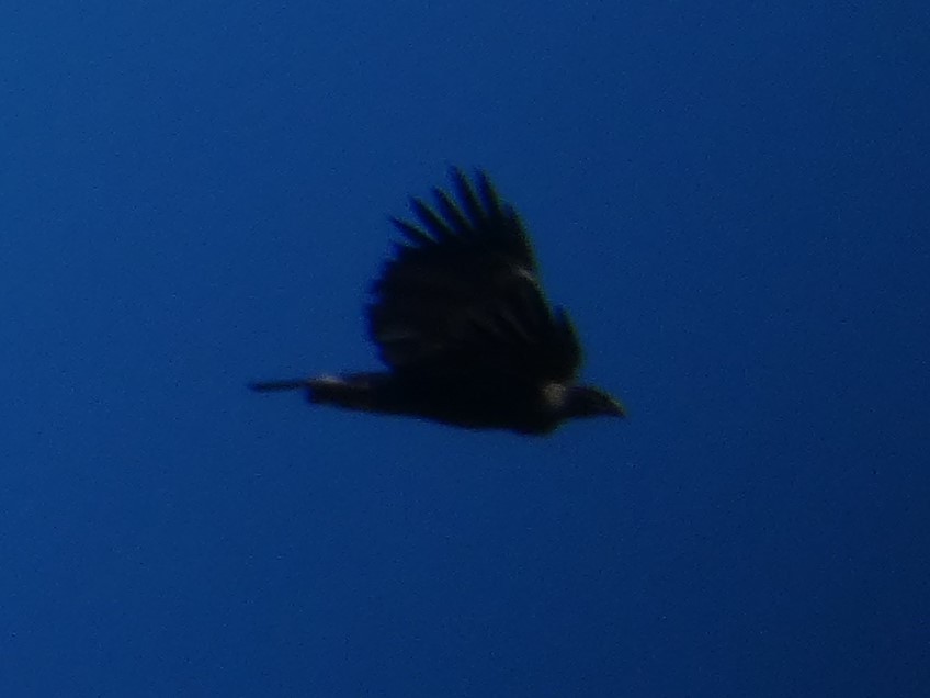 California Condor - ML646956332