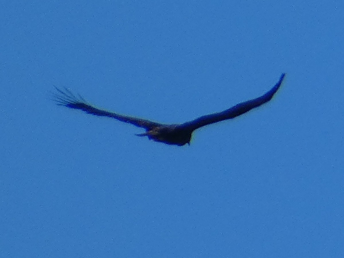 California Condor - ML646956334