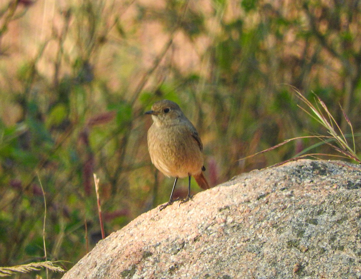 svartrødstjert - ML646956337