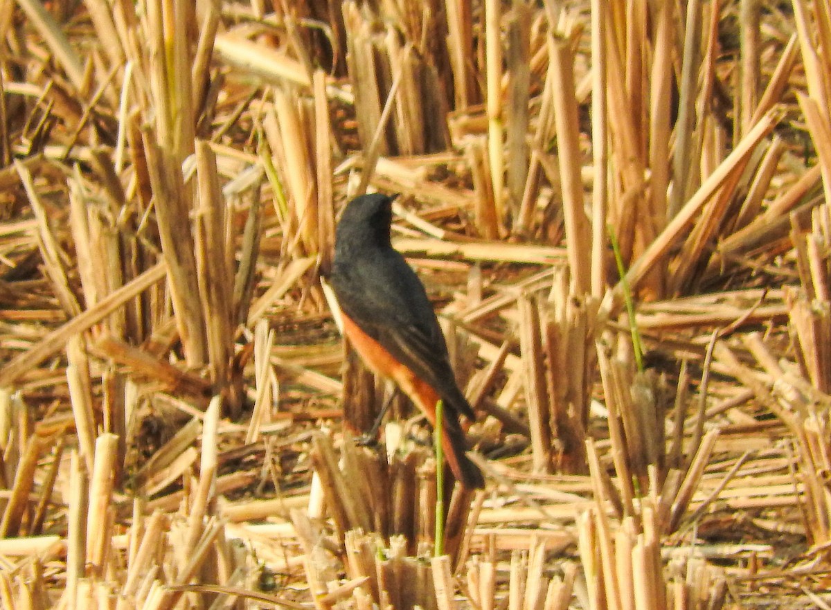 svartrødstjert - ML646956339