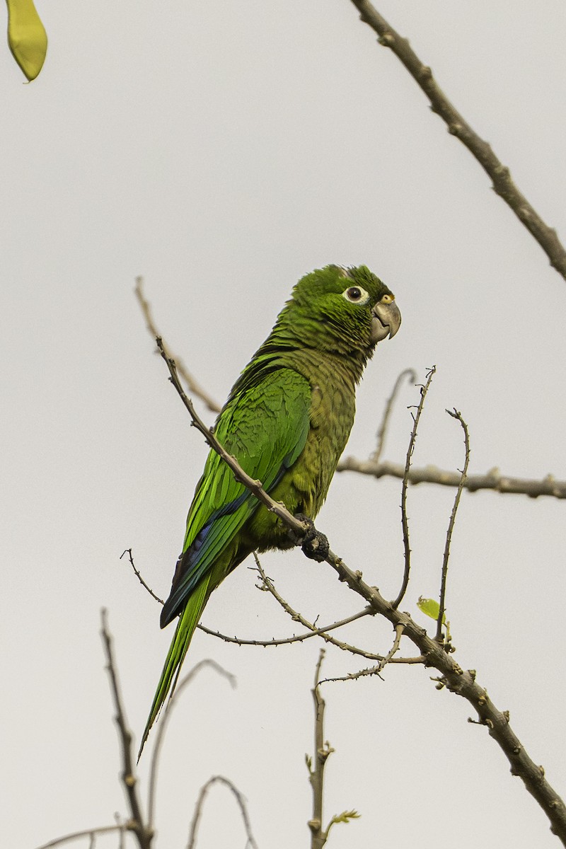 Olive-throated Parakeet - ML646956346