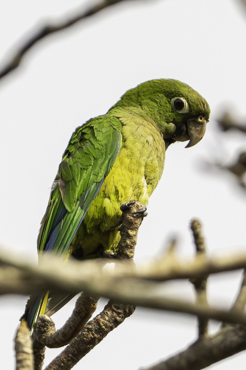 Olive-throated Parakeet - ML646956348