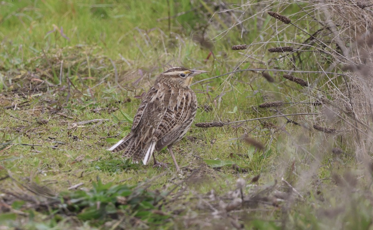 Western Meadowlark - ML646956352