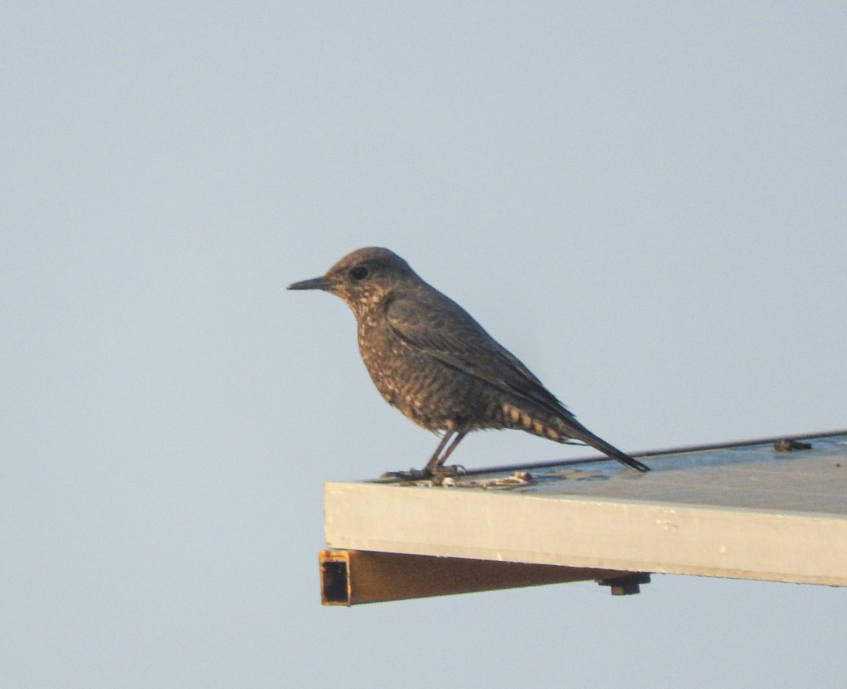 blåtrost - ML646956357