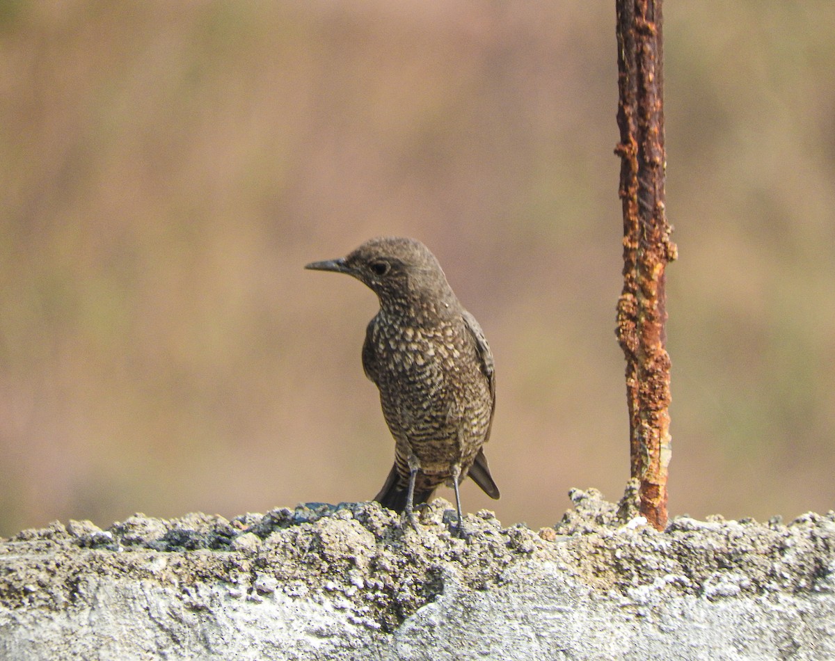 blåtrost - ML646956358