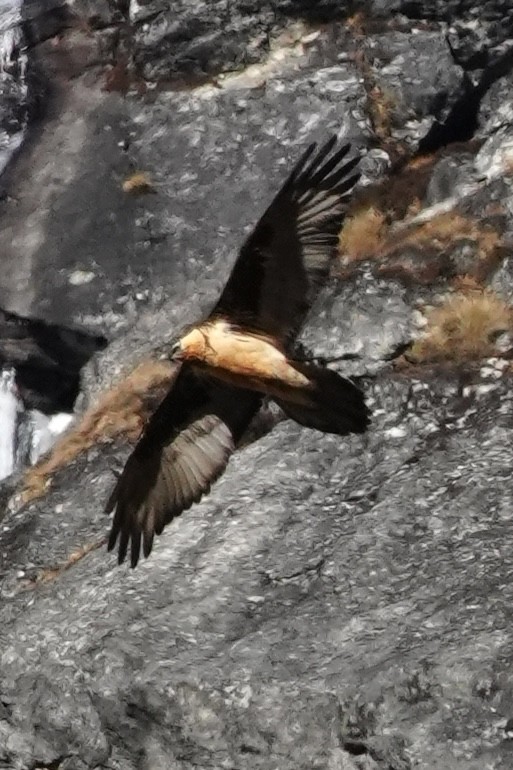 Бородач - ML646956361