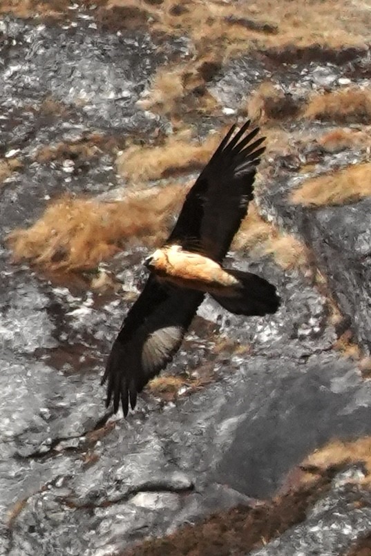 Бородач - ML646956362