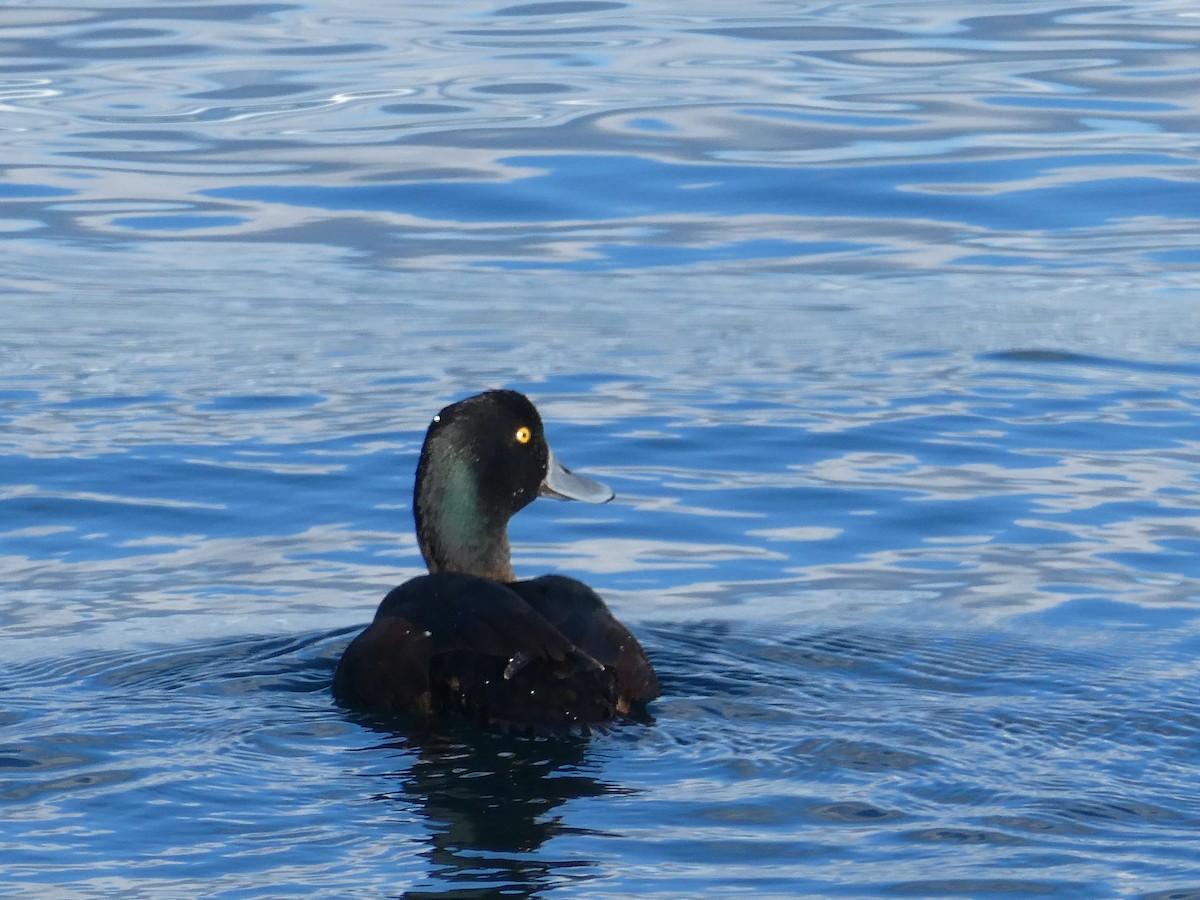 Yeni Zelanda Patkası - ML646956365